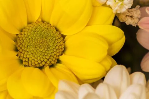 Yellow flower Stock Photos