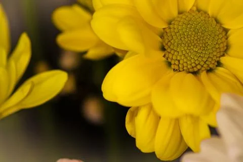 Yellow flower Stock Photos