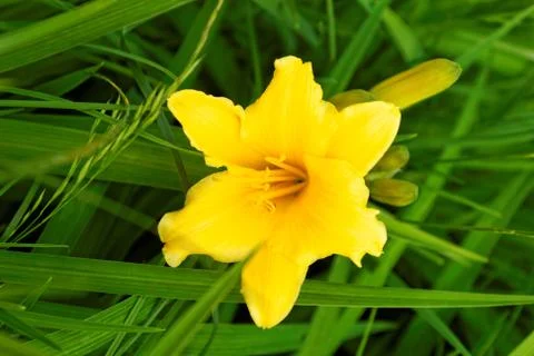 Yellow flower Stock Photos