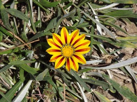 Yellow flower Stock Photos