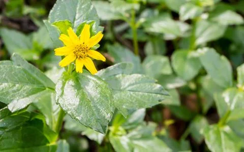 Yellow flower Stock Photos