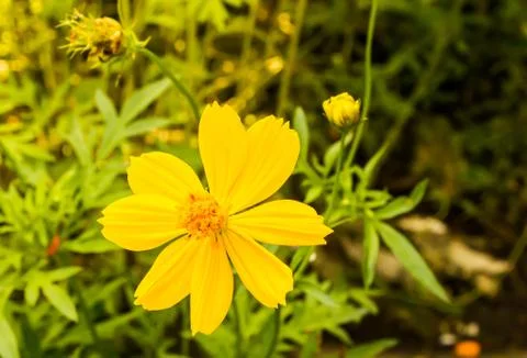 Yellow flower Stock Photos
