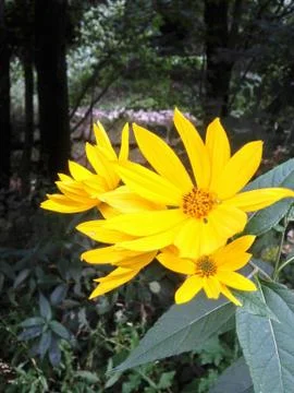 Yellow flower 写真素材