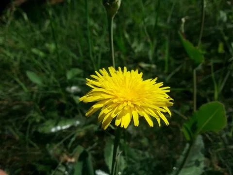 Yellow flower Stockfoto's