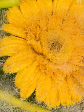 Yellow flower Stock Photos