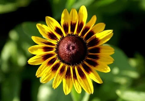 Yellow flower Stock Photos