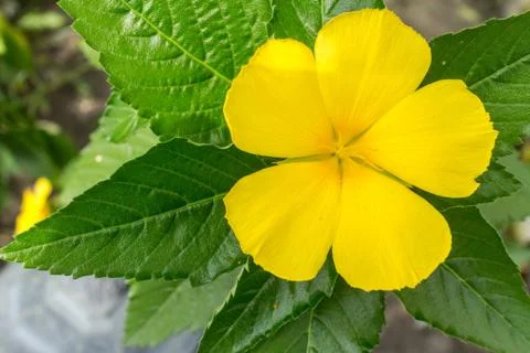 Yellow flower Foto stock