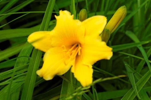 Yellow flower Stock Photos