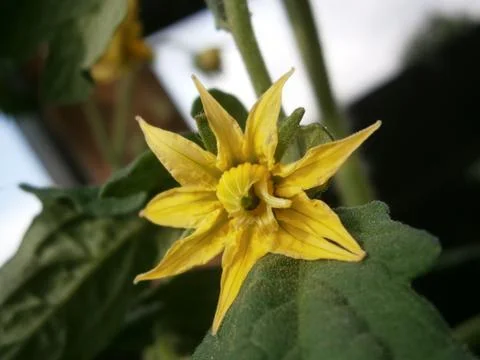 Yellow flower 写真素材