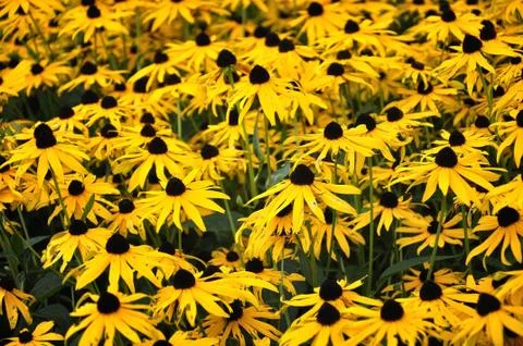 Yellow flower. Stock Photos