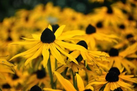 Yellow flower. Stock Photos