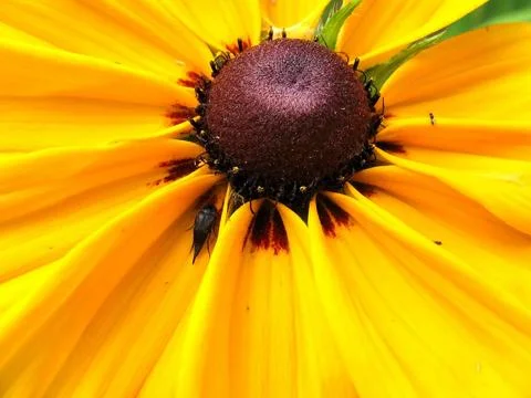 Yellow flower Stock Photos