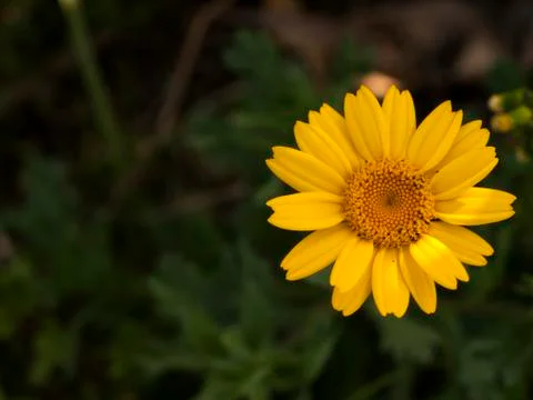 Yellow flower Stock Photos