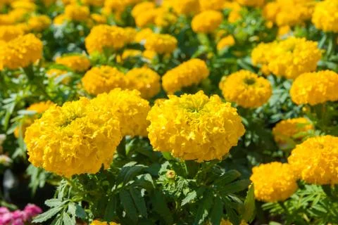 Yellow Flower Stock Photos