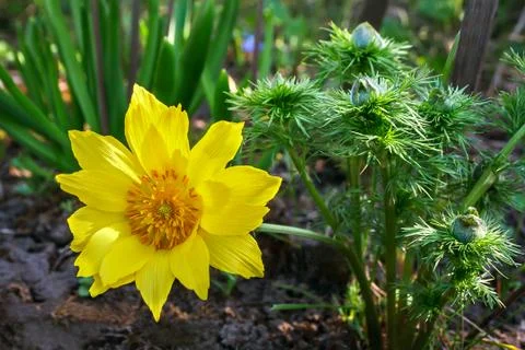 Yellow flower Stock Photos