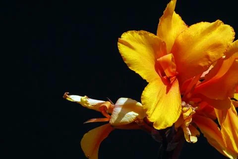 Yellow flower Stock Photos