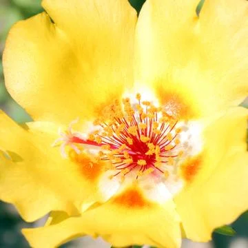 Yellow flower Stock Photos