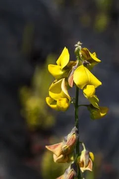 Yellow flower Stock-Fotos