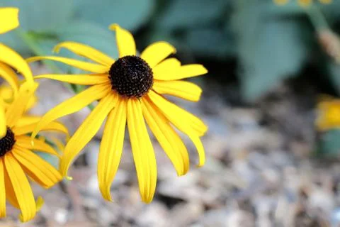 Yellow Flower Stock Photos