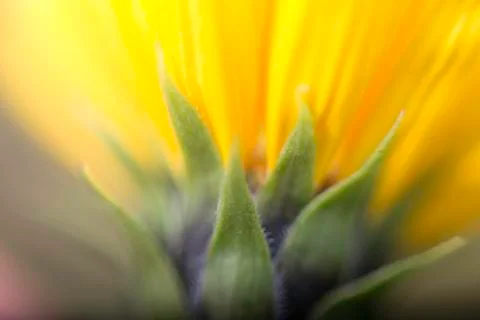 Yellow flower Stock Photos