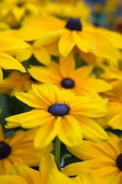 Yellow flower 写真素材