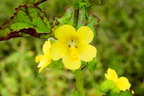 Yellow flower Stock Photos