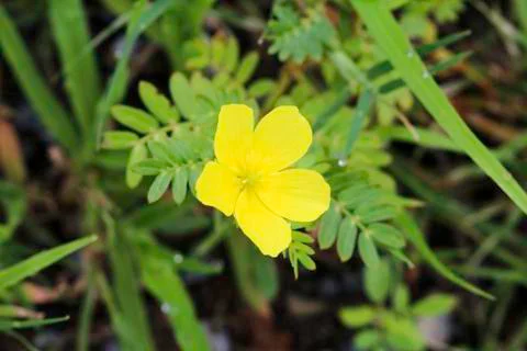 Yellow flower Stock Photos
