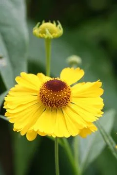Yellow flower Stock Photos