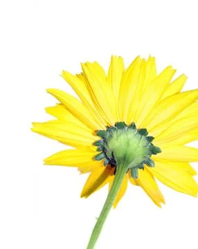 Yellow flower Stock Photos