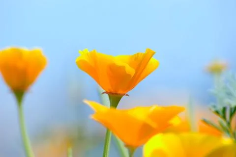 Yellow flower Stock Photos