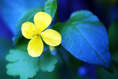 Yellow flower Stock Photos