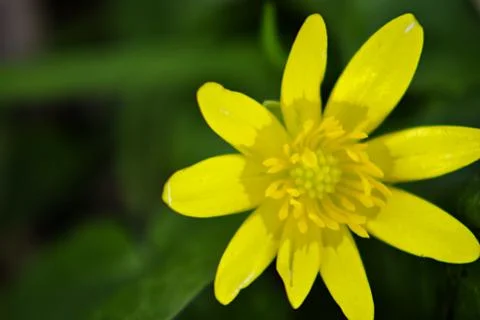Yellow flower Stock Photos