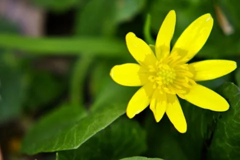 Yellow flower Stock Photos