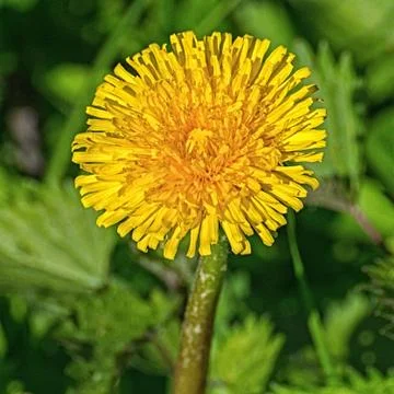 Yellow flower Stock Photos