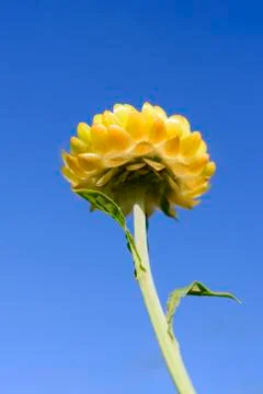 The yellow flower Stock Photos