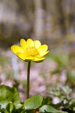 Yellow flower Stock Photos