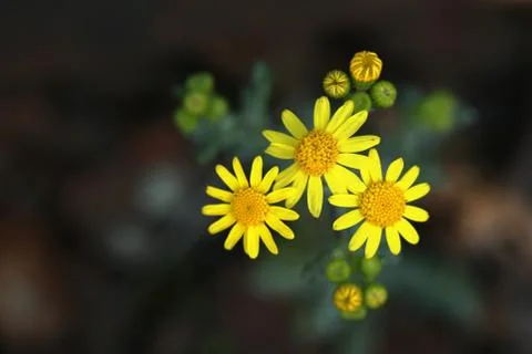 Yellow flower Stock Photos
