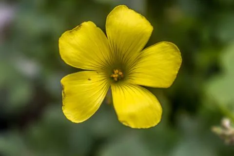 Yellow flower Foto stock