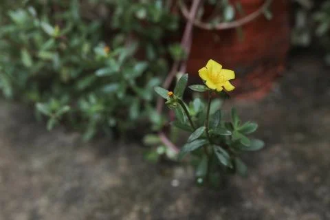 Yellow Flower 写真素材