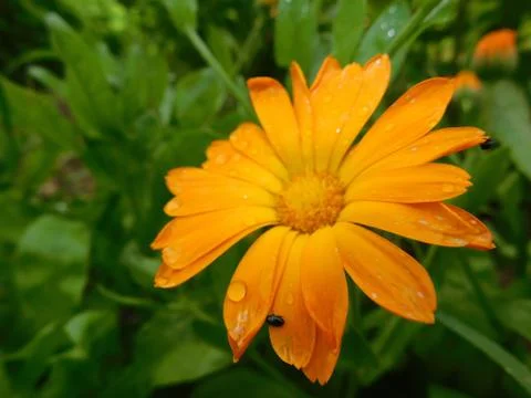 Yellow flower Stock Photos