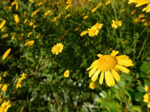 Yellow flower Fotos Stock