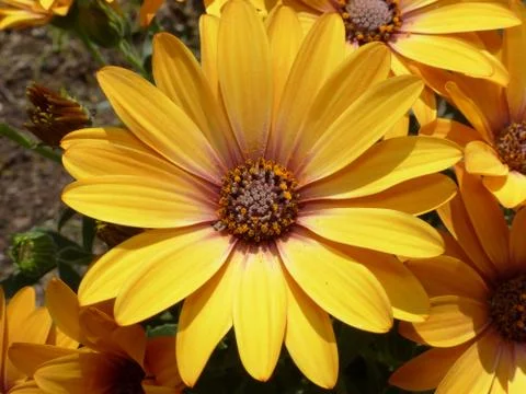 Yellow flower Stock Photos