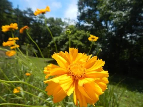 Yellow Flower Stock Photos