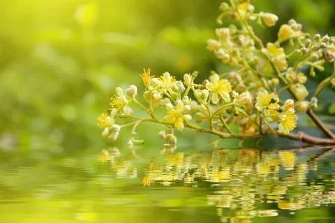 Yellow flower Stock Photos