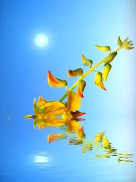 Yellow flower Stock Photos
