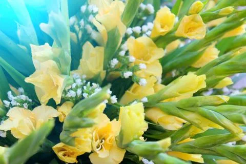 Yellow flower Stock Photos