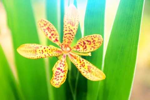 Yellow flower Stock Photos