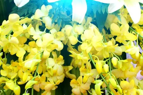 Yellow flower Stock Photos