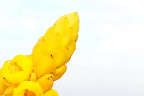 Yellow flower Stock Photos