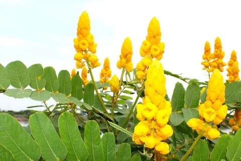 Yellow flower Stock Photos